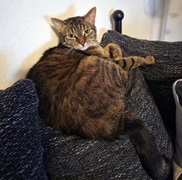 STELLA, liebt die leisen Töne