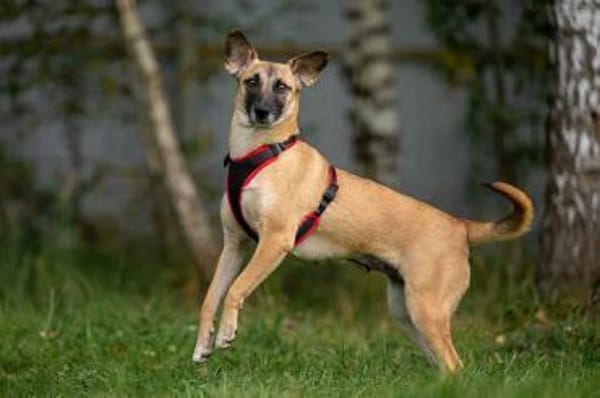 Verschmuste Lika sucht ihre Menschen