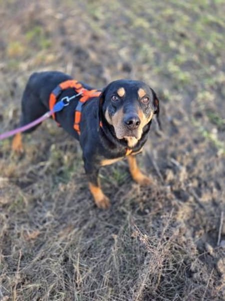 Flynn sucht ein liebevolles Zuhause