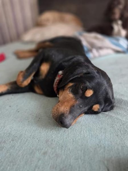 Flynn sucht ein liebevolles Zuhause