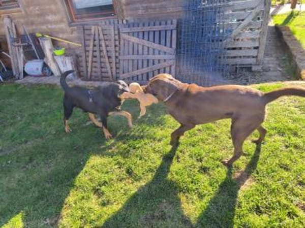 Flynn sucht ein liebevolles Zuhause