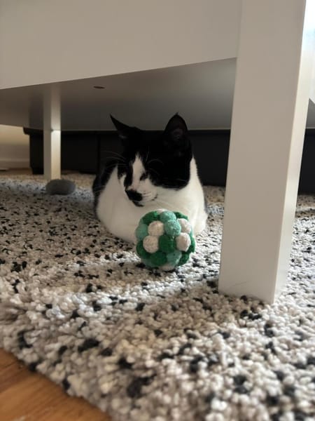 Blinde Bonita aus dem Tierschutz