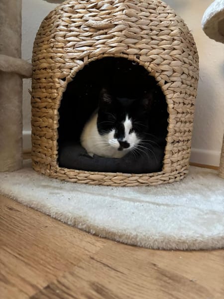 Blinde Bonita aus dem Tierschutz