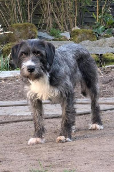 Alani 💗 wartet in 90530 Wendelstein