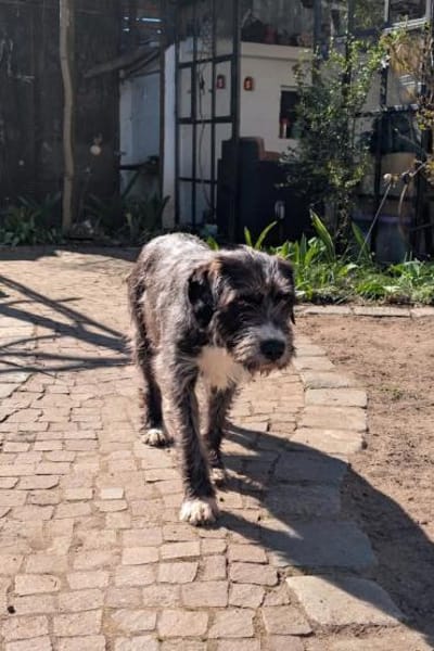 Alani 💗 wartet in 90530 Wendelstein