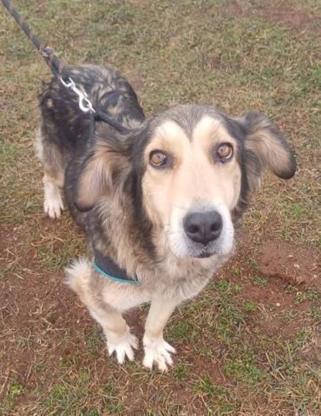 ❤Herzhund sucht Seelenmensch...