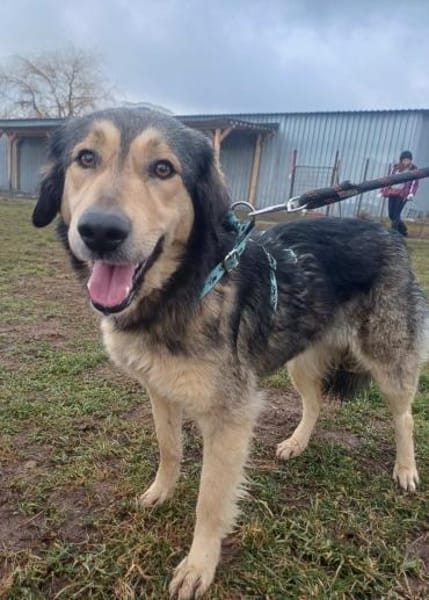 ❤Herzhund sucht Seelenmensch...