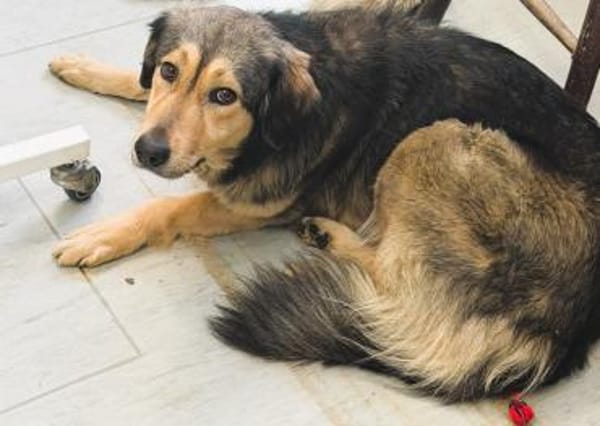 ❤Herzhund sucht Seelenmensch...