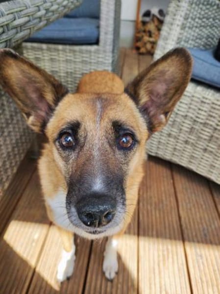 FEEBEE sucht ruhiges, liebes Zuhause