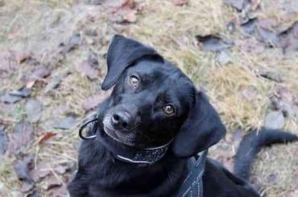 Fortuna, aktive Dreibeinerin