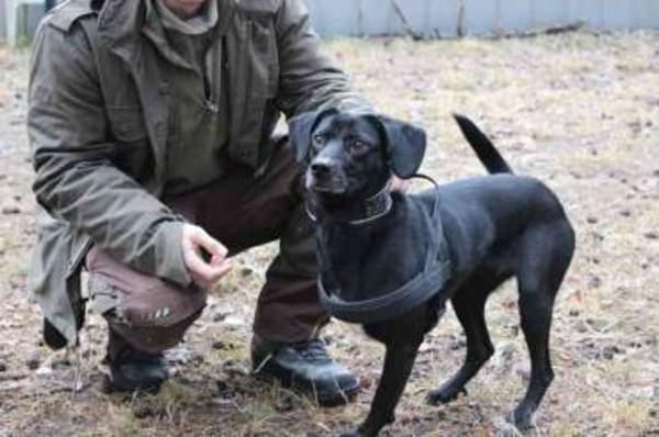 Fortuna, aktive Dreibeinerin