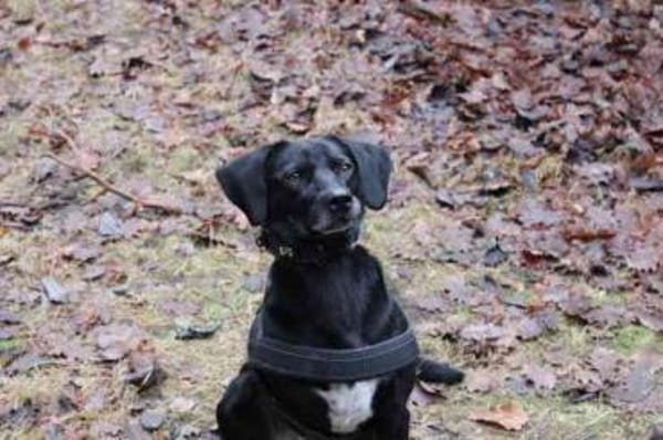 Fortuna, aktive Dreibeinerin