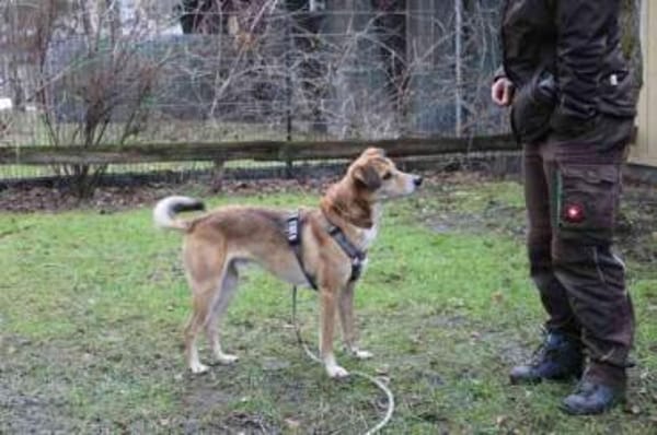 Igor,verschmust und sportlich