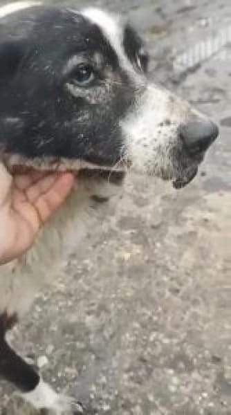 Lana 54 cm (Pflegestelle)