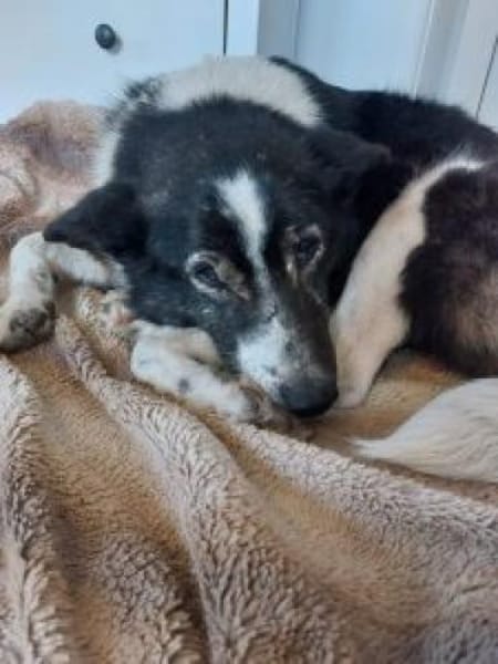 Lana 54 cm (Pflegestelle)