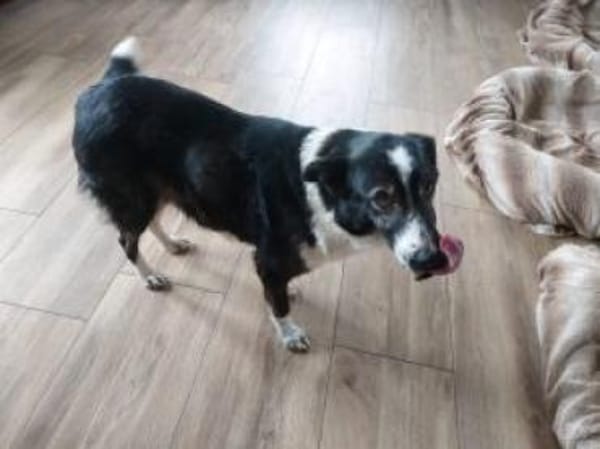 Lana 54 cm (Pflegestelle)