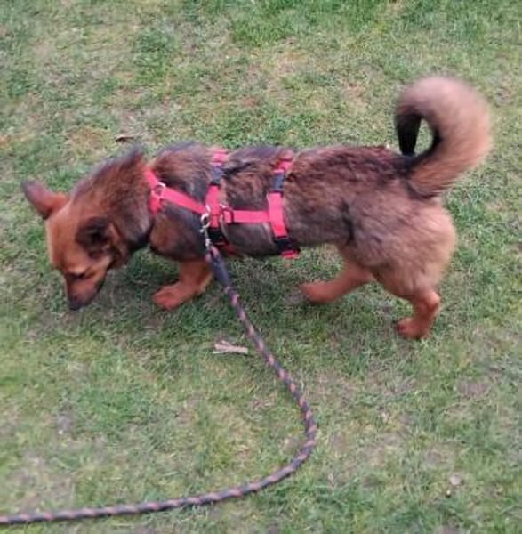 kleine süße Aurea auf PS in 91459