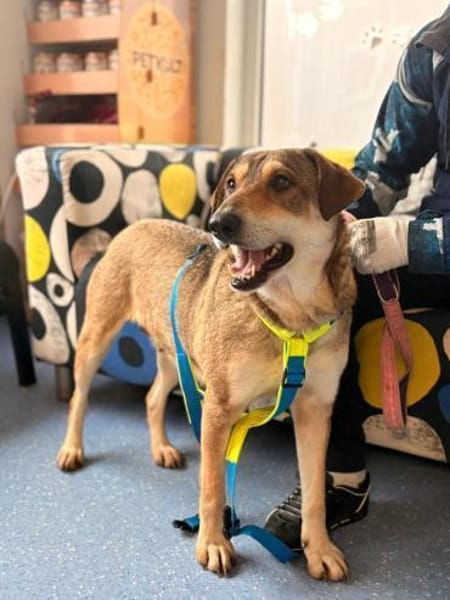 Velma - Hundemama sucht ihre Liebe