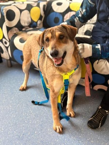 Velma - Hundemama sucht ihre Liebe