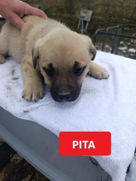 Kleine Hunde suchen ein Zuhause