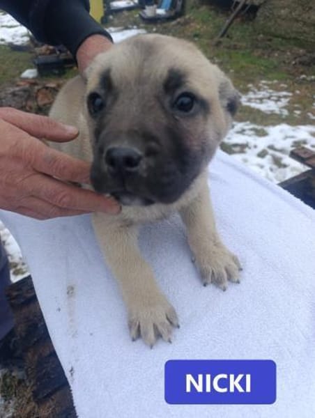 Kleine Hunde suchen ein Zuhause