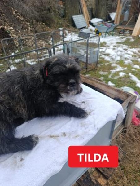 Kleine Hunde suchen ein Zuhause