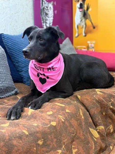 Molly - unser stiller Schatten