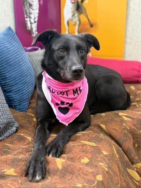 Molly - unser stiller Schatten