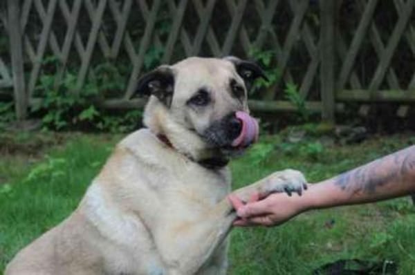 Ares, su. liebevolles Zuhause