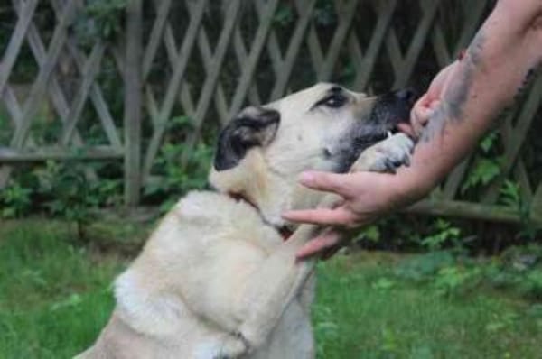 Ares, su. liebevolles Zuhause