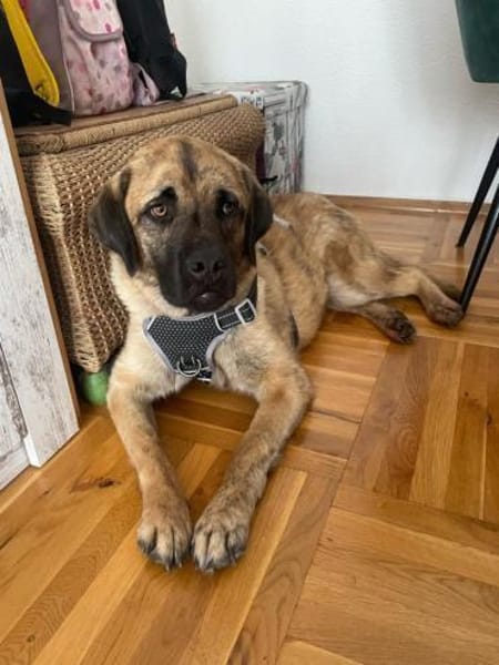 Seppl - möchte eine eigene Familie