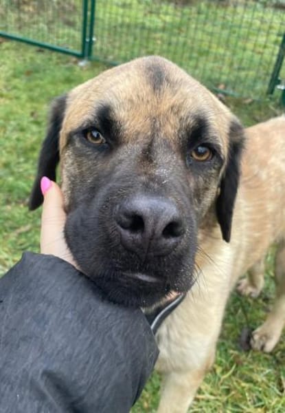 Seppl - möchte eine eigene Familie