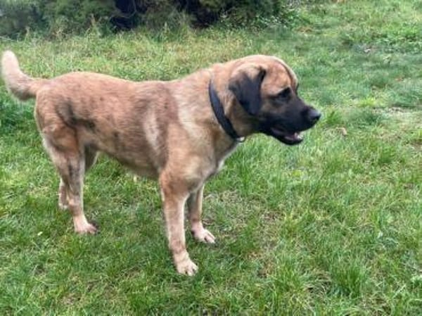 Seppl - möchte eine eigene Familie