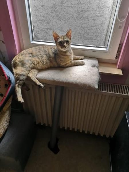 Samtfpötchen Mila sucht Körbchen