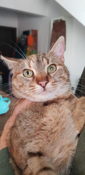 Samtfpötchen Mila sucht Körbchen