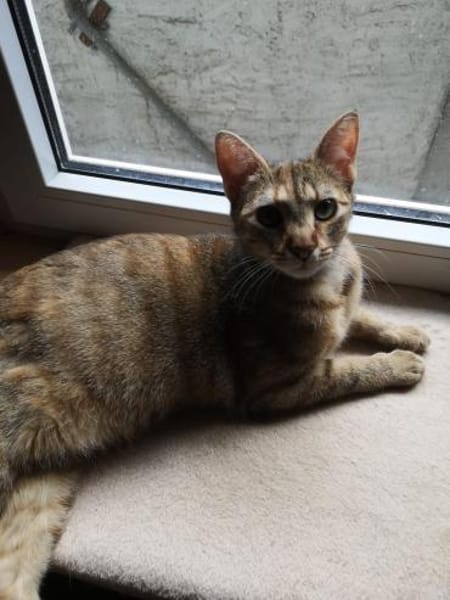 Samtfpötchen Mila sucht Körbchen