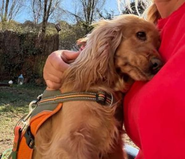 Jasmin ein Traumhund