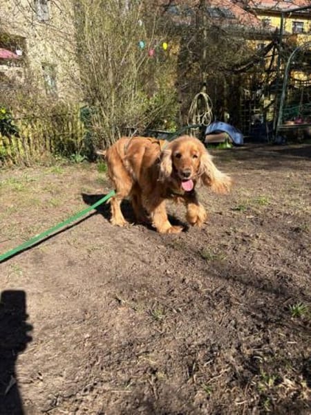 Jasmin ein Traumhund