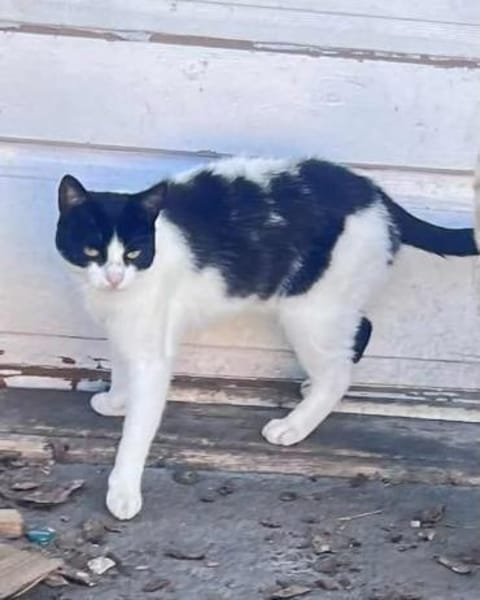 Bounty & Raffaelo Süßes Dreamteam