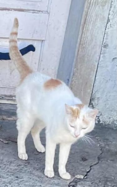 Bounty & Raffaelo Süßes Dreamteam