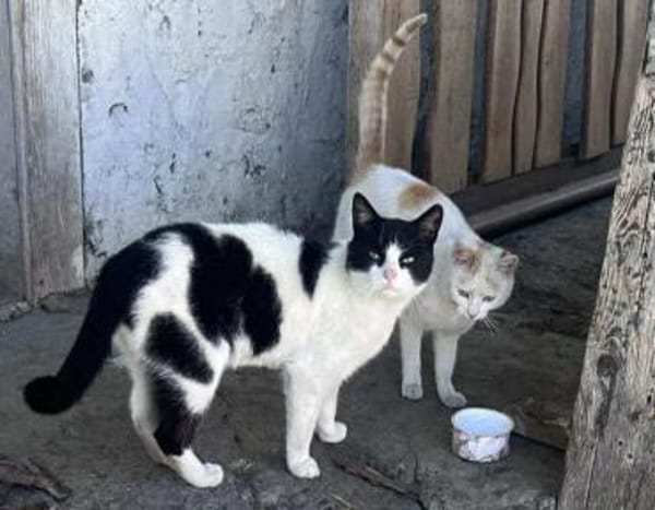 Bounty & Raffaelo Süßes Dreamteam