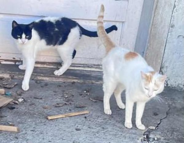 Bounty & Raffaelo Süßes Dreamteam