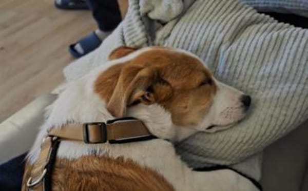 Wer verliebt sich in den kleinen Toffy?