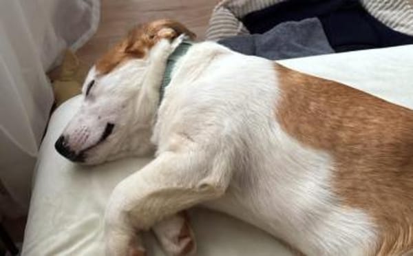 Wer verliebt sich in den kleinen Toffy?