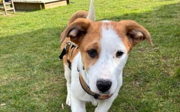 Wer verliebt sich in den kleinen Toffy?