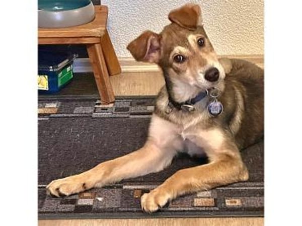 Mayli2 - wartet in 15848 Beeskow