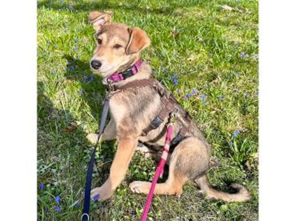 Mayli2 - wartet in 15848 Beeskow