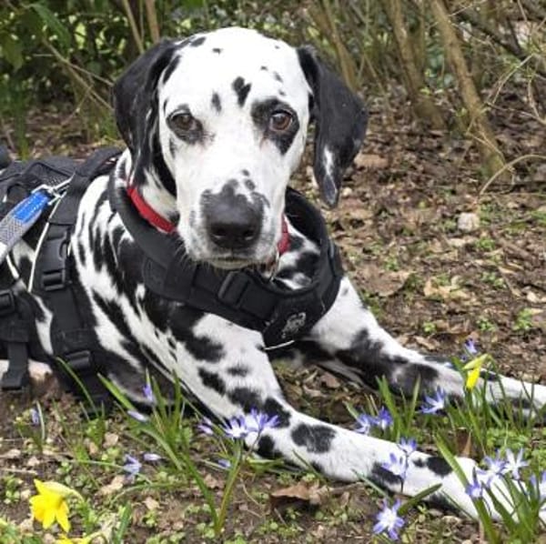 JOSY DA - bildhübsche Dalmatinerseniorin
