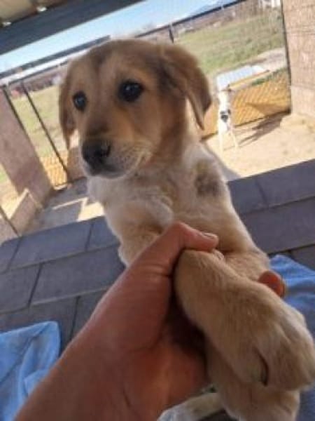 Fietje 35 cm (Apr 26) Pflegestelle