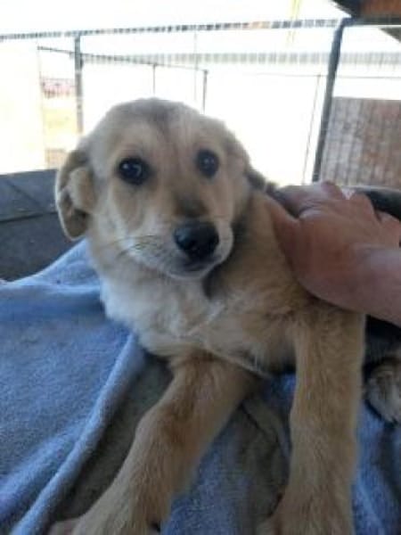 Fietje 35 cm (Apr 26) Pflegestelle